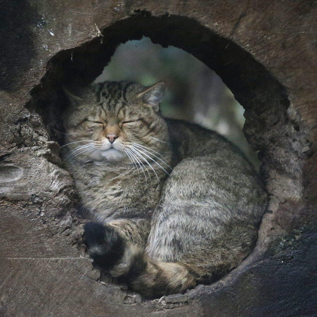 B.C. seeks to claw back future ownership and breeding of exotic cats